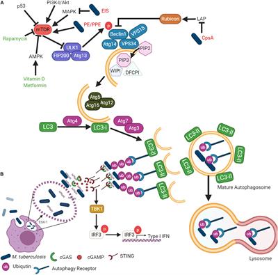 Targeting Autophagy as a Strategy for Developing New Vaccines and Host-Directed Therapeutics Against Mycobacteria